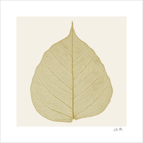 Leaf Skeleton Print