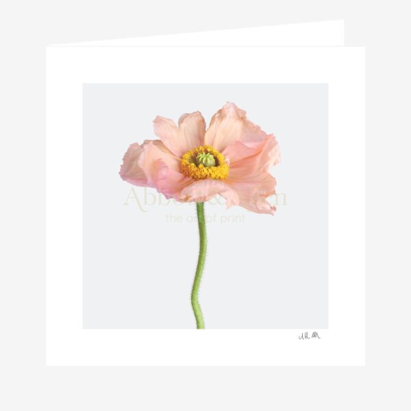 Pink Icelandic Poppy Greetings Card