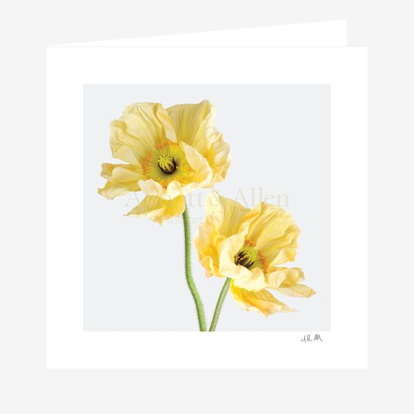 Yellow Icelandic Poppies Greetings Card