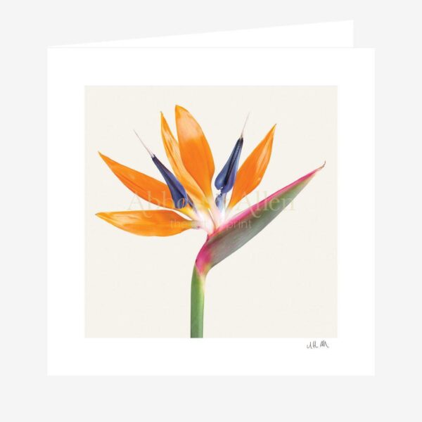 Strelitzia Reginae 'Bird of Paradise' Greetings Card