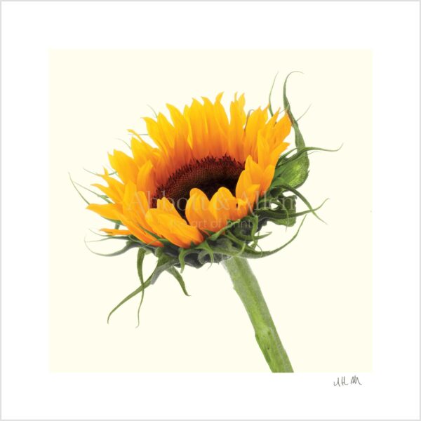 Sunflower Print