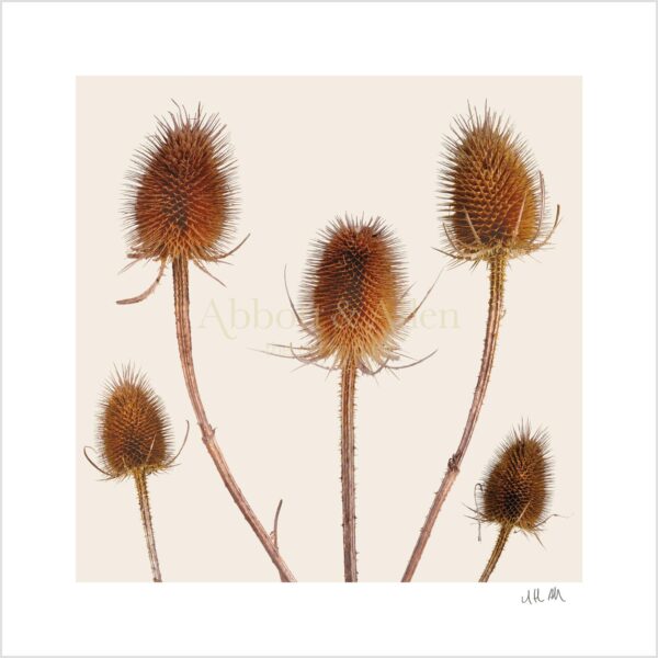 Teasels Print