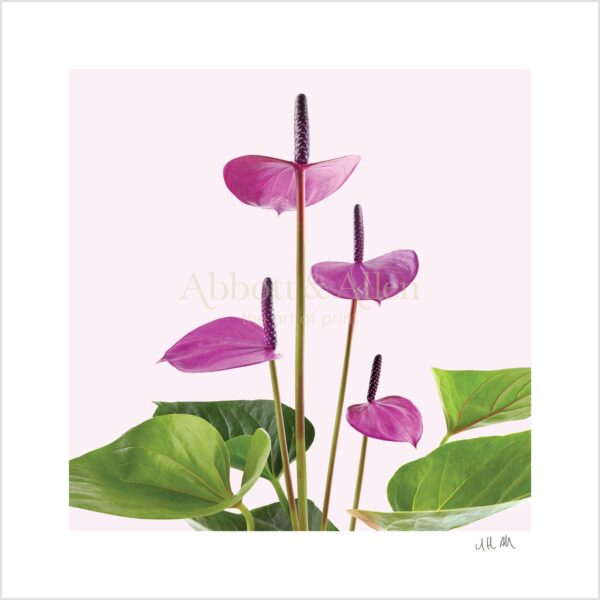 Purple Anthurium Print