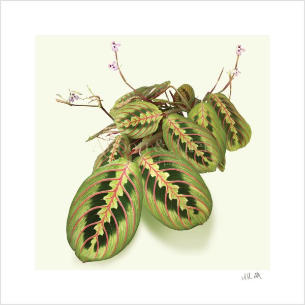 'Prayer Plant' Maranta Leuconeura Print