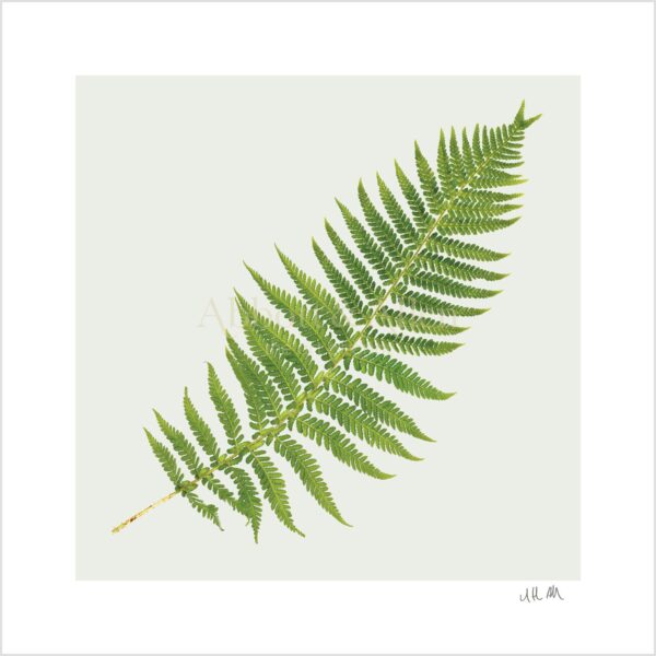 Fern Print