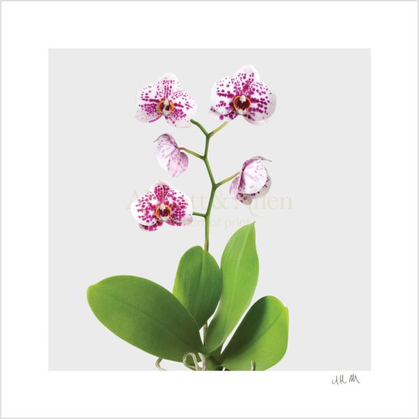 Spotted Orchid Print