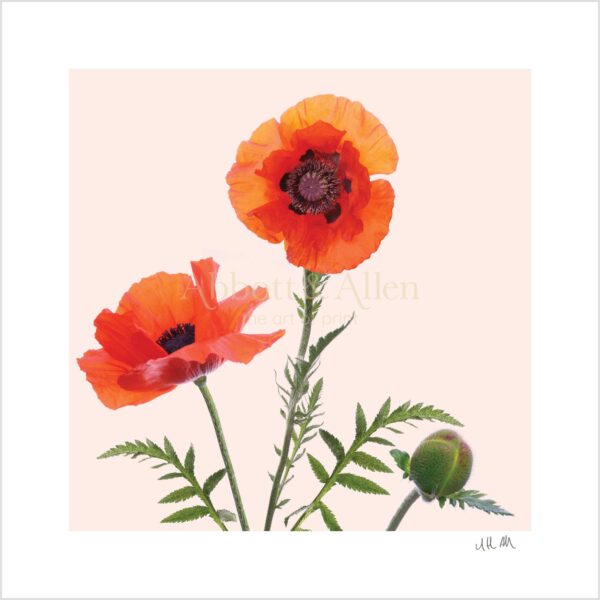 Red Poppies Print