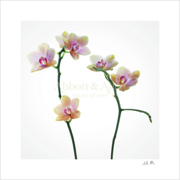 Orchid Print