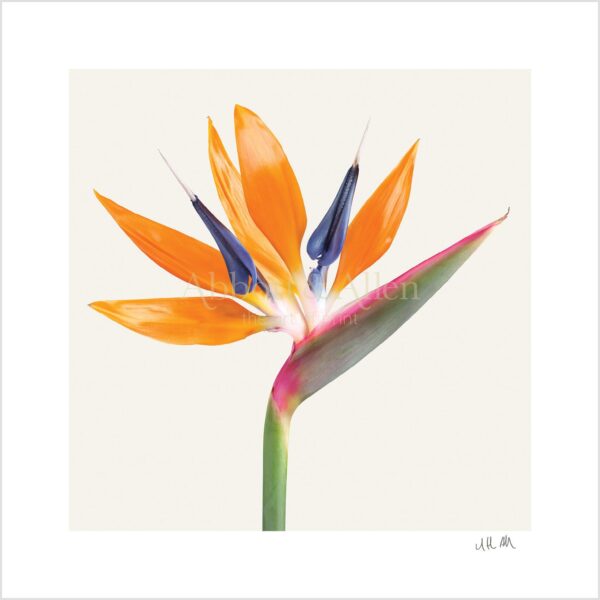 Strelitzia Reginae 'Bird of Paradise' Print