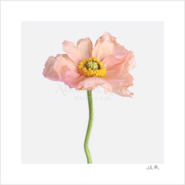Pink Icelandic Poppy Print