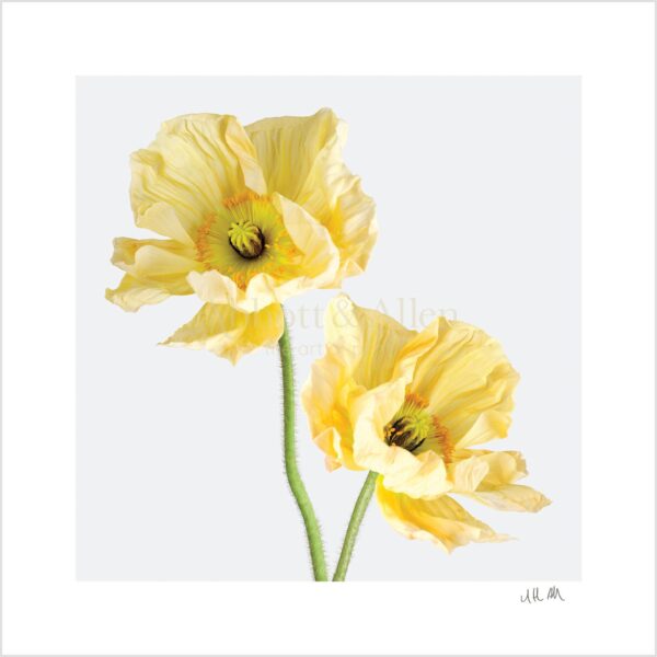 Yellow Icelandic Poppies Print