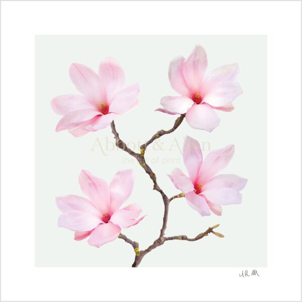 Pink Magnolia Print