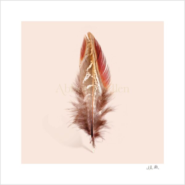 Cock Pheasant Feather Print