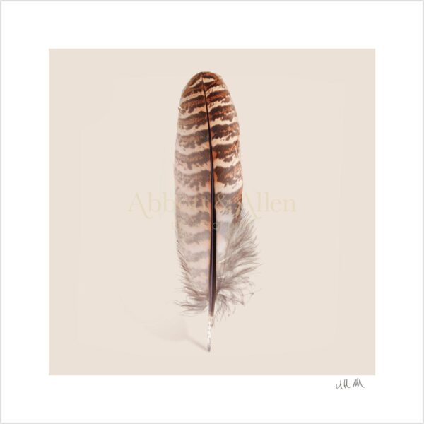Hen Pheasant Feather Print