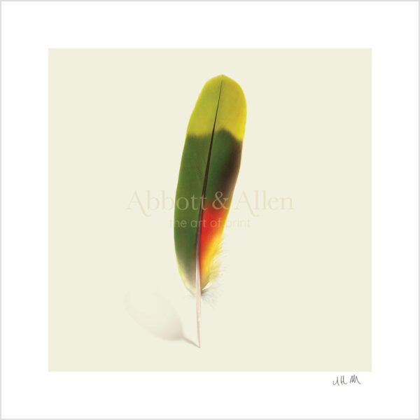 Amazon Parrot Tail Feather Print