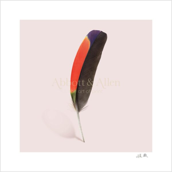 Amazon Parrot Wing Feather Print