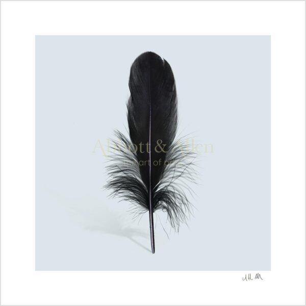 Black Goose Feather Print