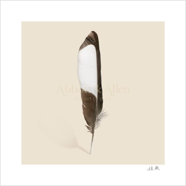 Magpie Feather Print