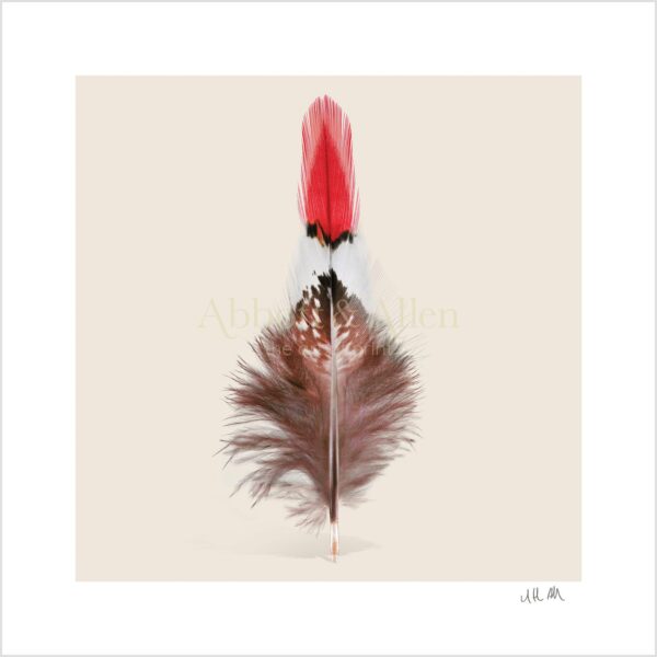 Red Copper Fire Tip Pheasant Tail Feather Print