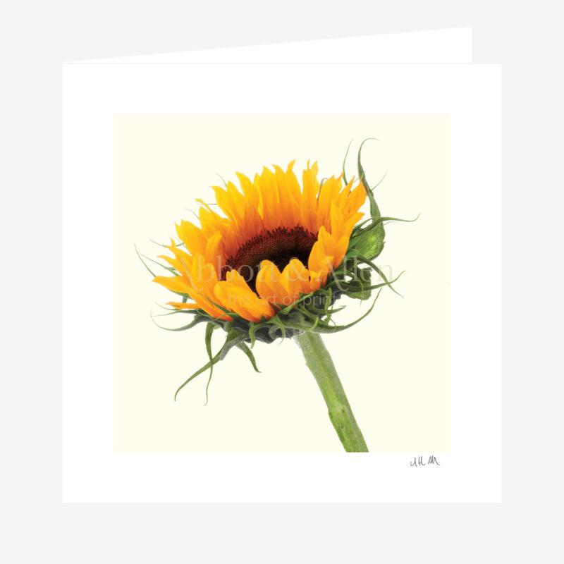 Sunflower Greetings Card Abbott & Allen