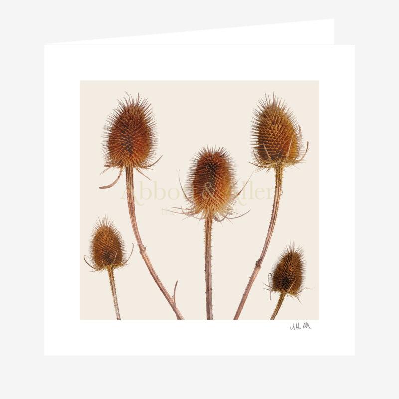 Teasels Greetings Card - Abbott & Allen