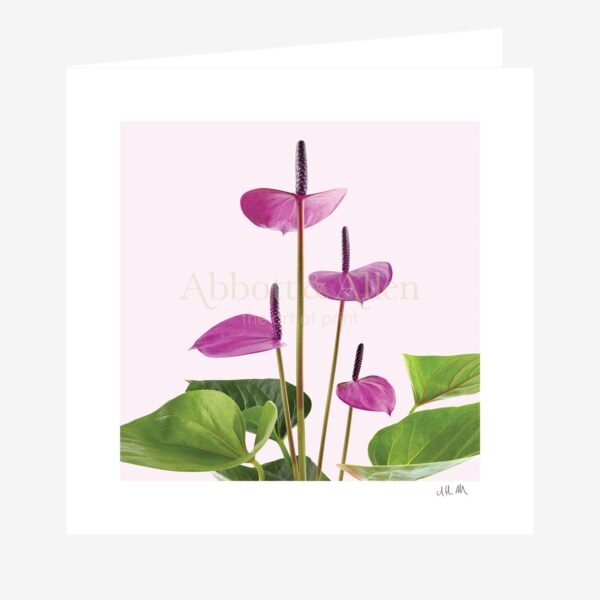 Purple Anthurium Greetings Card