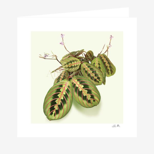 'Prayer Plant' Maranta Leuconeura Greetings Card