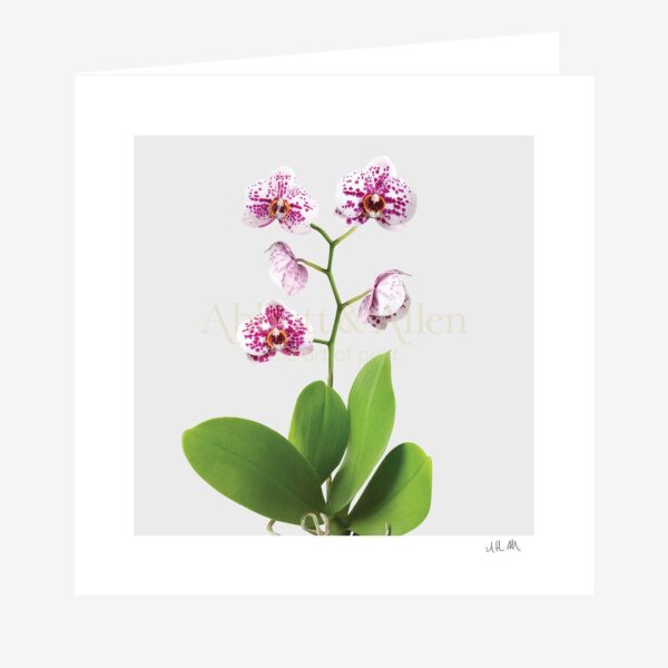 Spotted Orchid Greetings Card