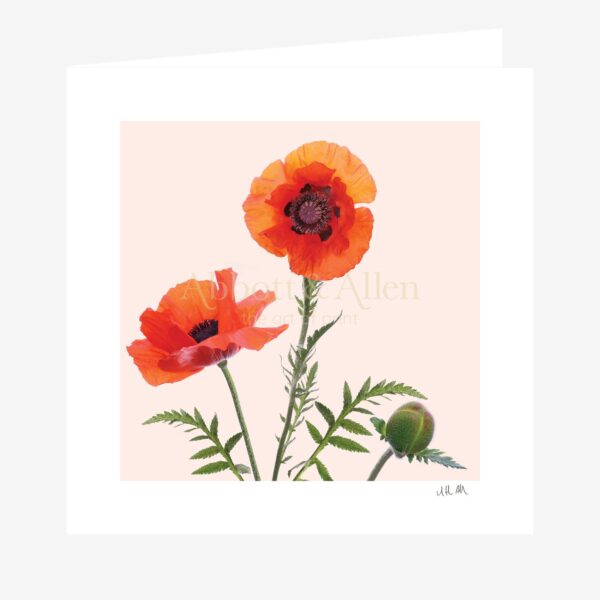 Red Poppies Greetings Card