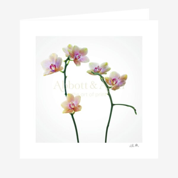 Orchid Greetings Card