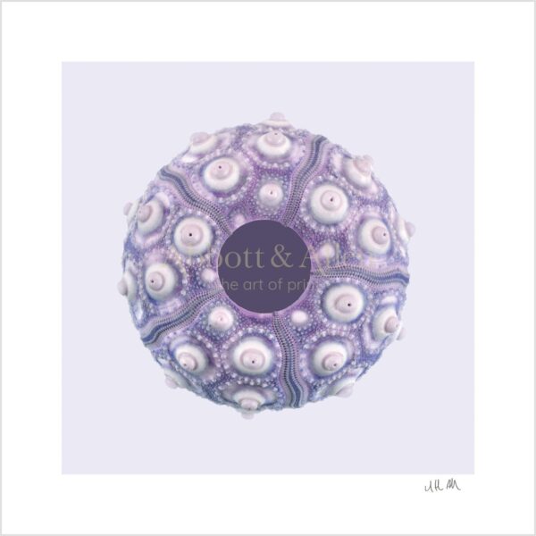 Sputnik Sea Urchin Print