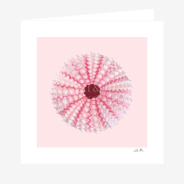 Pink Sea Urchin Greetings Card