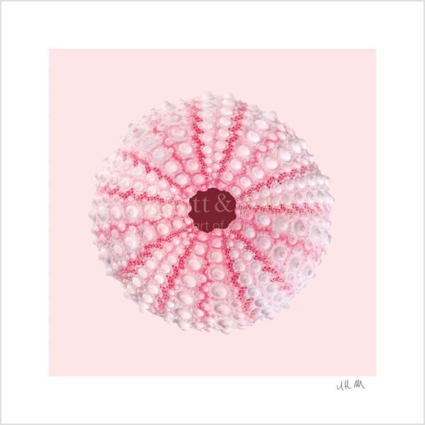 Pink Sea Urchin Print
