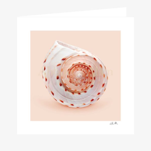 Spotted Tun Seashell Greetings Card