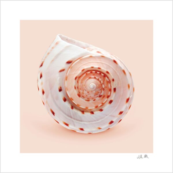 Spotted Tun Seashell Print