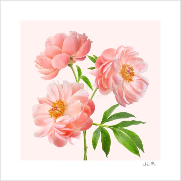 Peonies Print