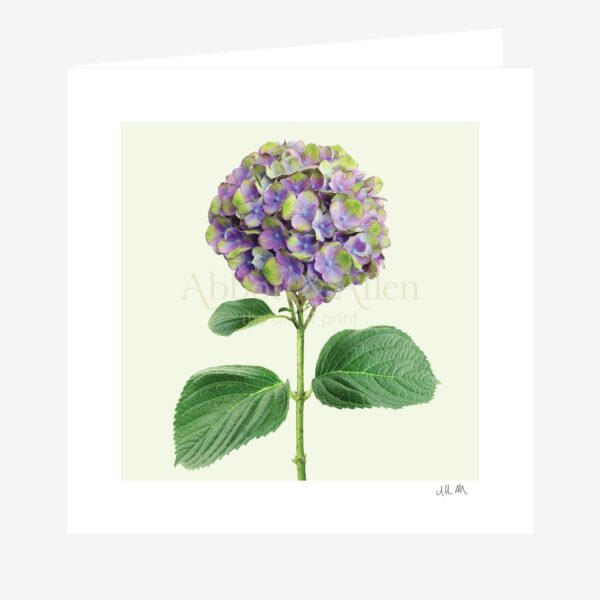 Hydrangea Greetings Card