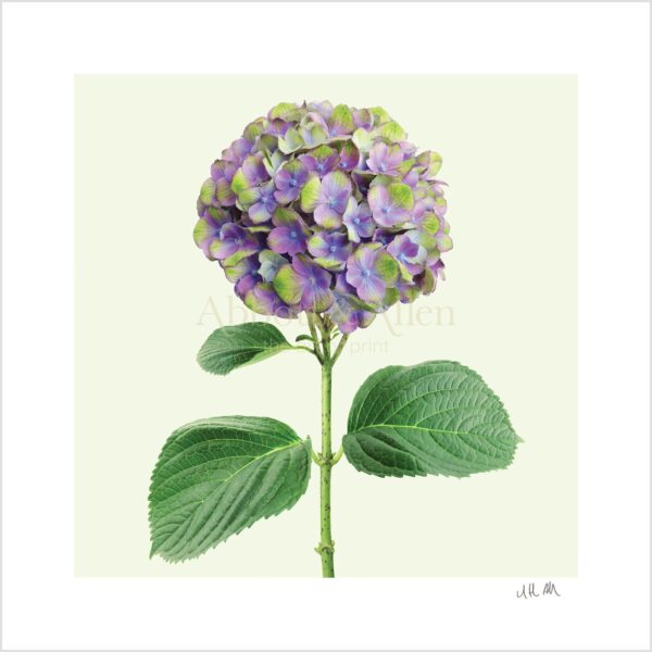 Hydrangea Print