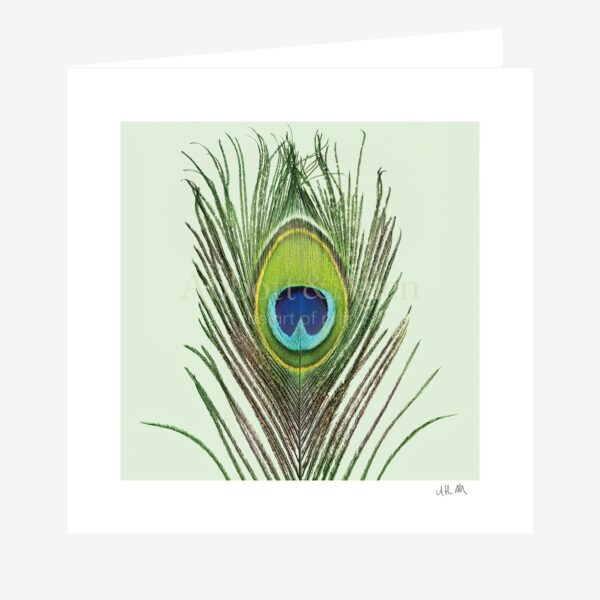 Peacock Feather Greetings Card