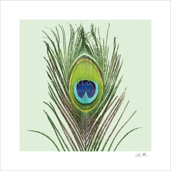 Peacock Feather Print