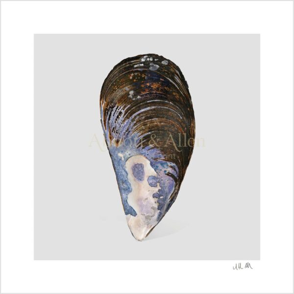 Cornish Mussel Print