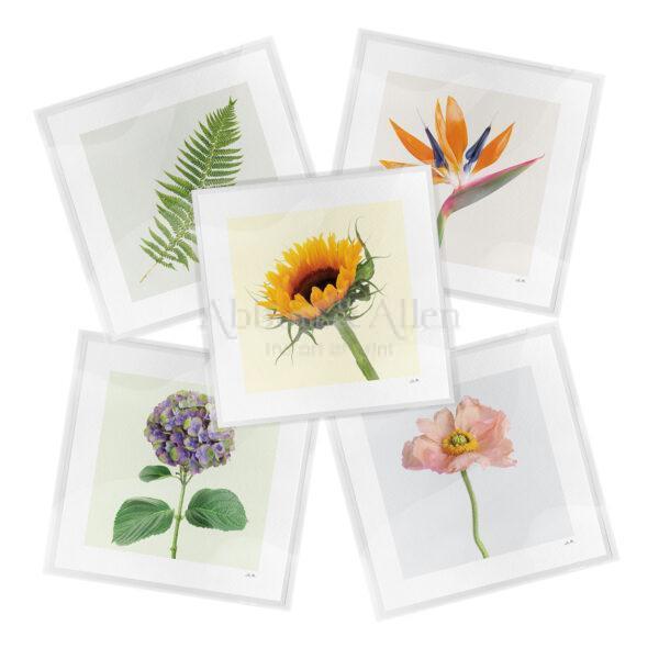 Botanical Greeting Cards Collection