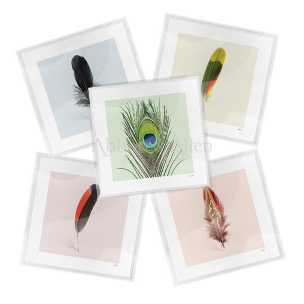 Feather Greeting Cards Collection
