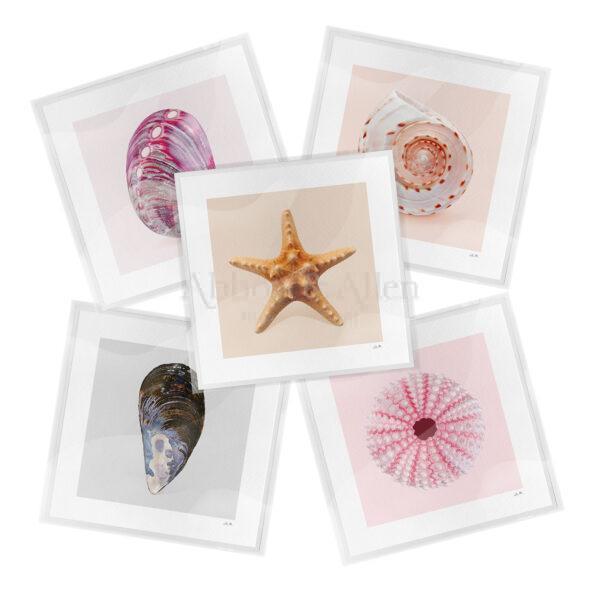 Sea Life Greeting Cards Collection